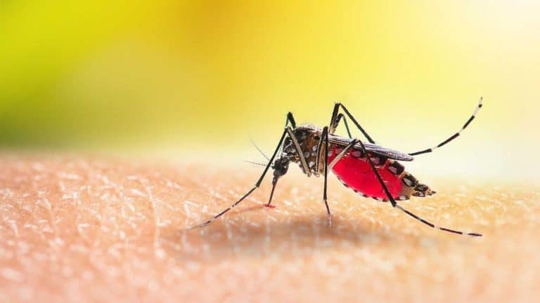 Como-ahuyentar-mosquitos