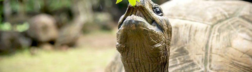 alimentar-correctamente-a-una-tortuga