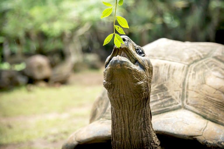 alimentar-correctamente-a-una-tortuga
