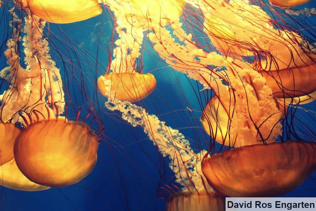 medusas