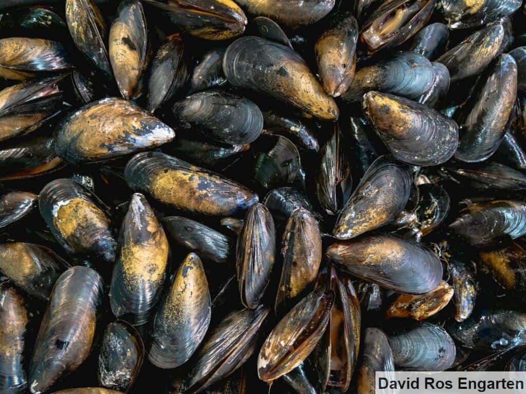 mejillones
