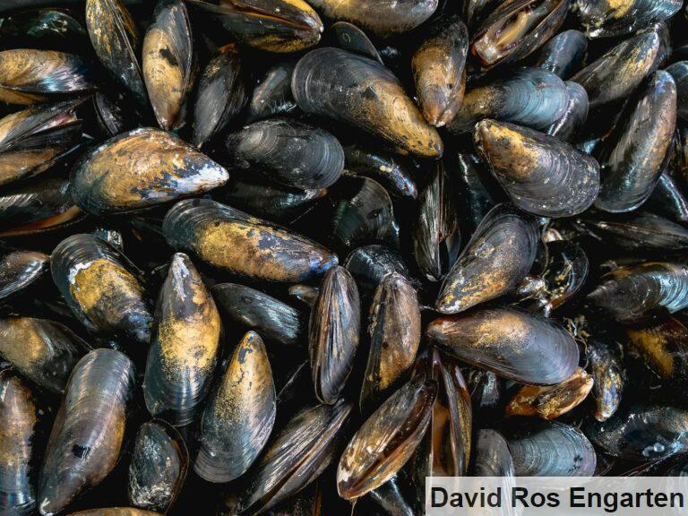 mejillones
